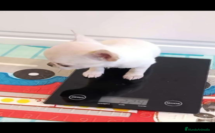 Chihuahua perros - Anuncio 3