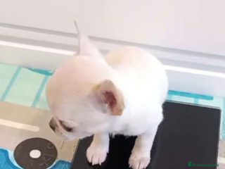 Chihuahua perros CHIHUAHUAS MINI TOYS CALIDAD - Anuncio 5