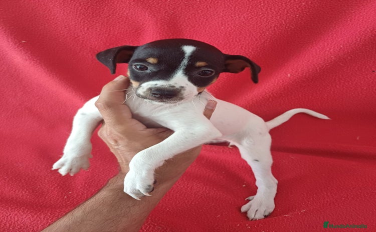 Ratonero Bodeguero Andaluz perros - Propaganda 1