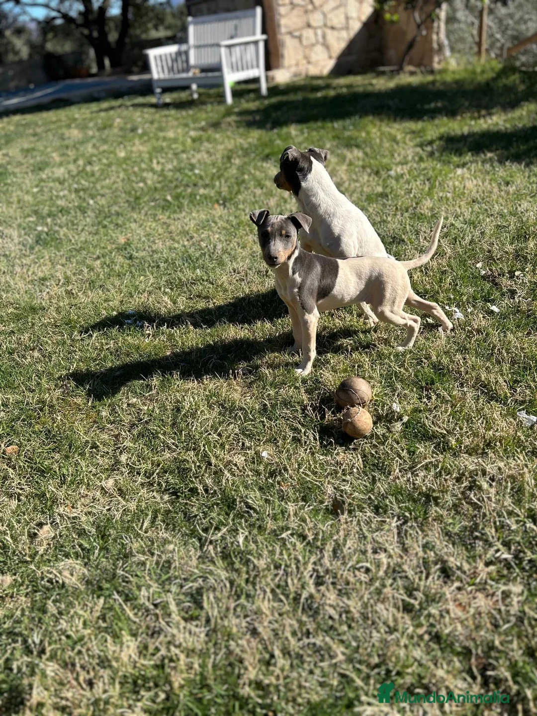 Ratonero Bodeguero Andaluz perros en venta: Bodeguero blue - Anuncio 2