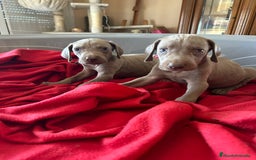 Braco de Auvernia perros en venta: Braco de Auvernia - Imagen 3
