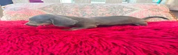 Teckel Miniatura perros en venta: Teckel kaninchen  - Anuncio 3