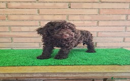 Caniche Enano perros en venta: Caniche - Imagen 13