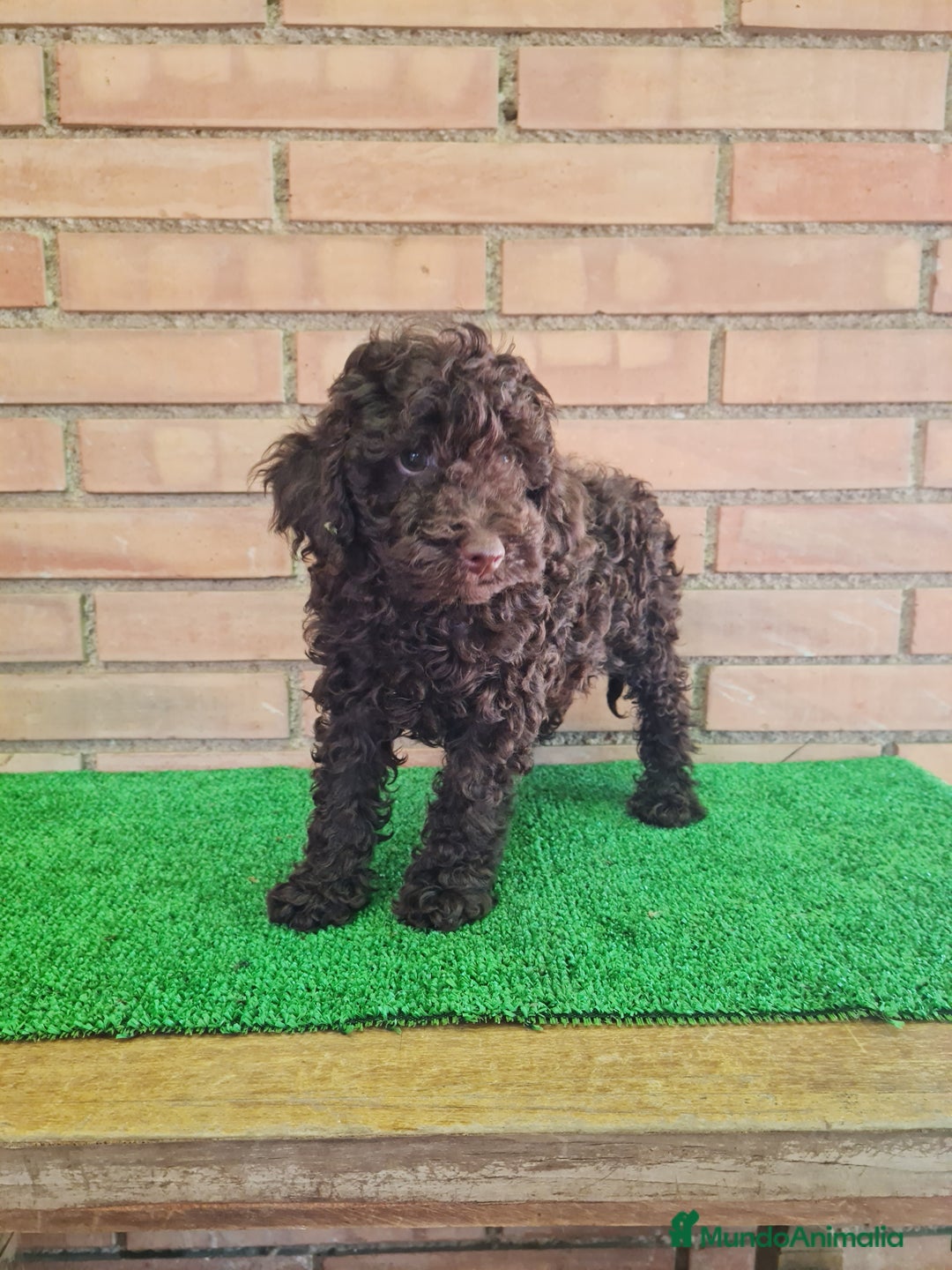 Caniche Enano perros en venta: Caniche - Imagen 13