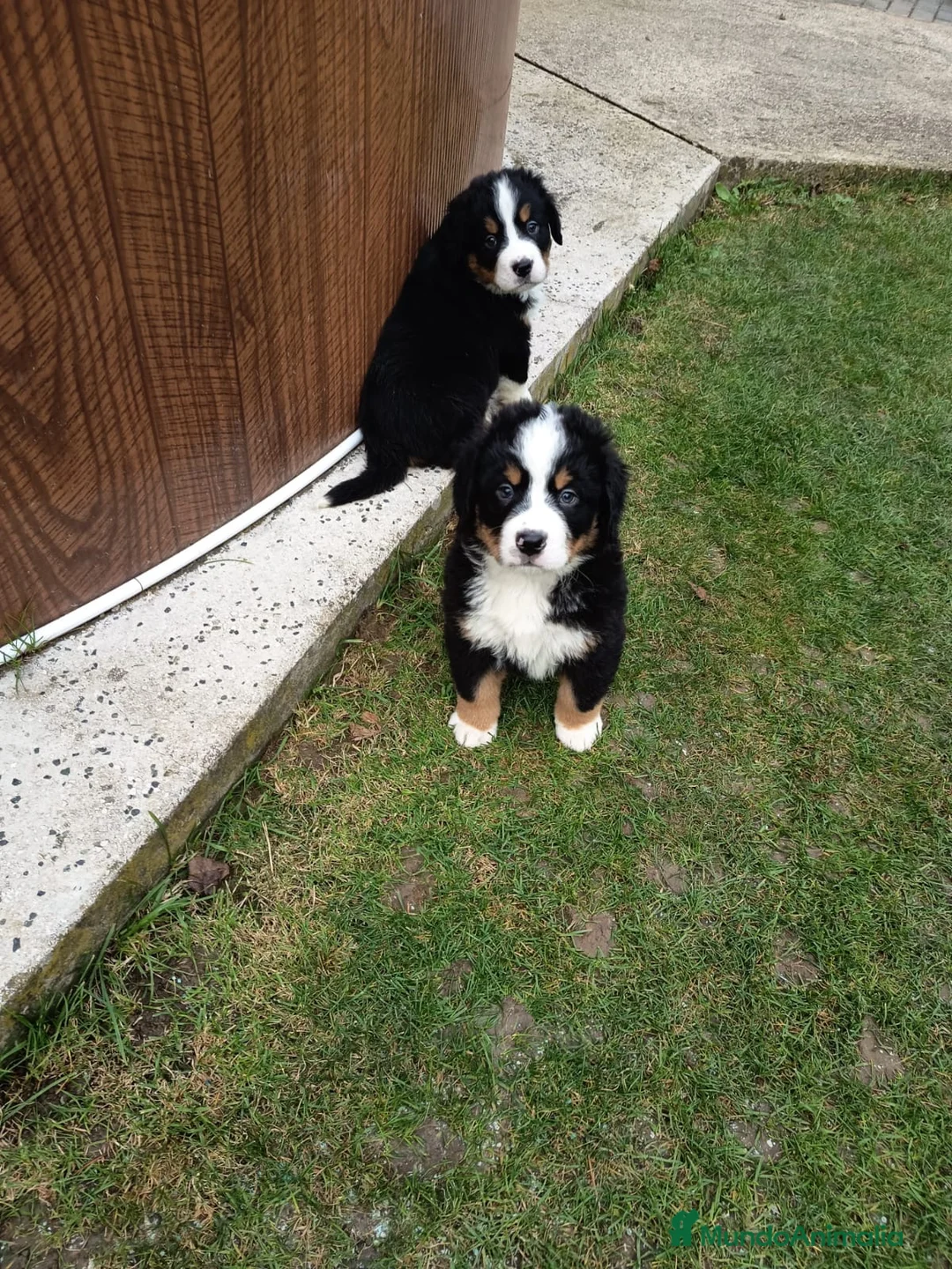 Boyero de Berna perros en venta: BOYERO DE BERNA - Anuncio 2