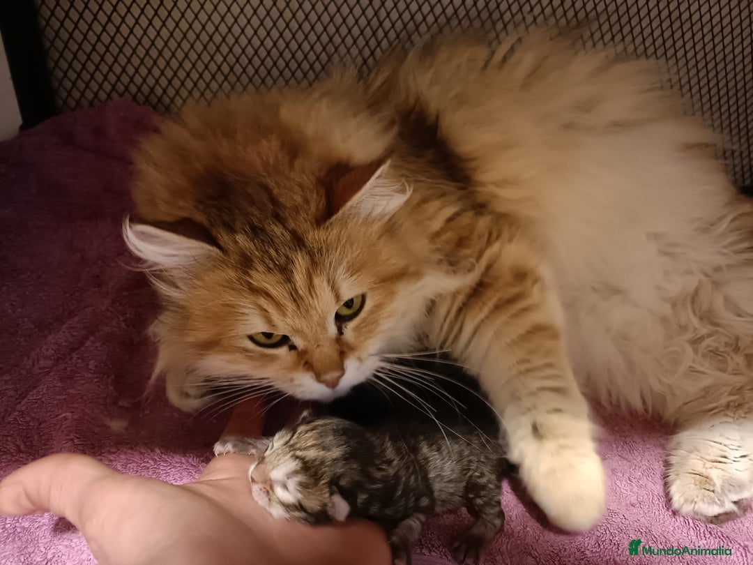 Siberiano gatos en venta: Gatitos siberianos hipoalergénicos - Imagen 6