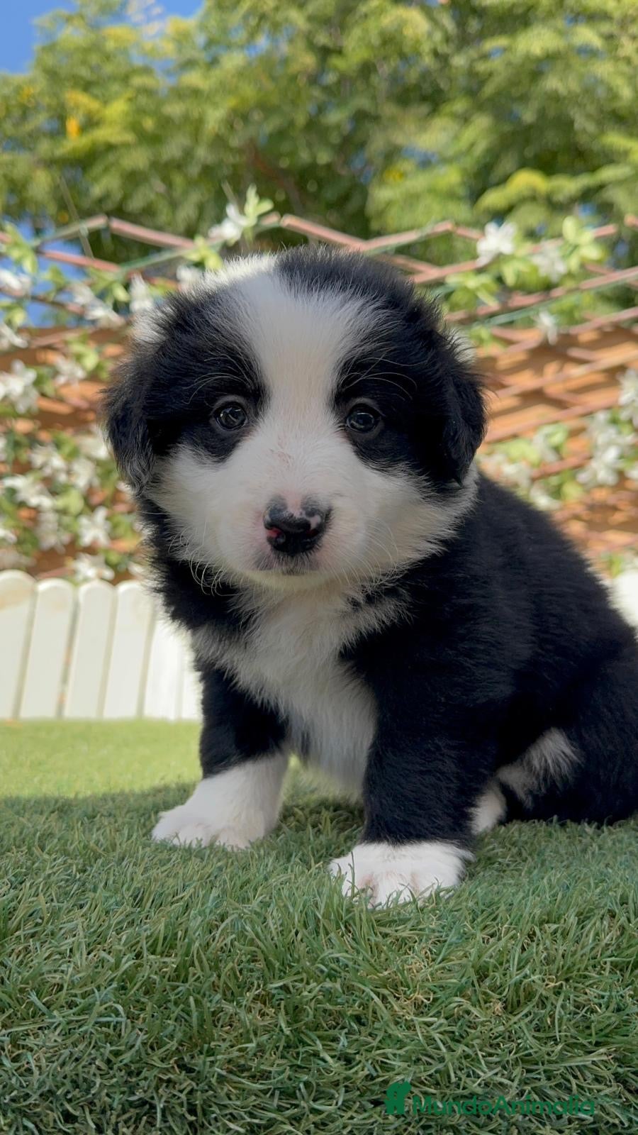 Border Collie perros BORDER COLLIE - HEMBRA - Anuncio 18