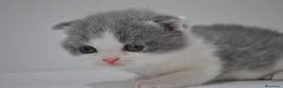Himalayo gatos en venta:  Cachorros Fold y Straight  - Anuncio 11