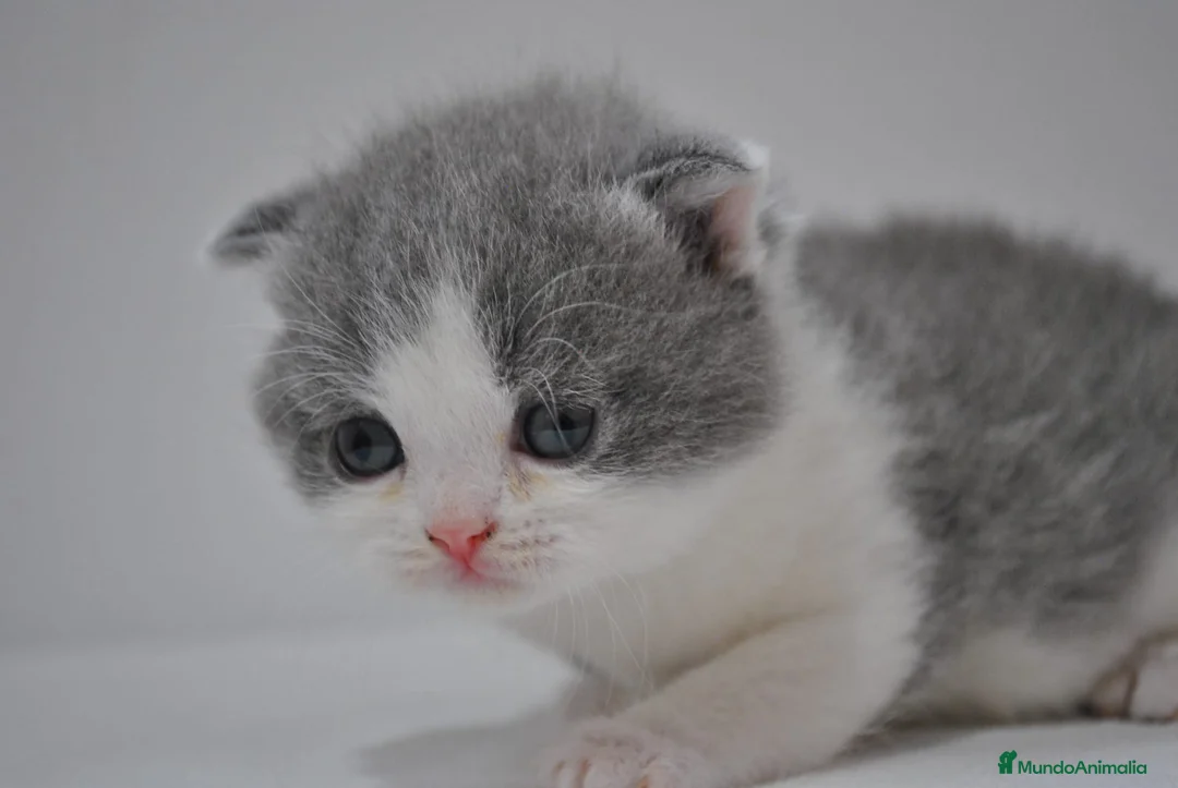Himalayo gatos en venta:  Cachorros Fold y Straight  - Anuncio 11