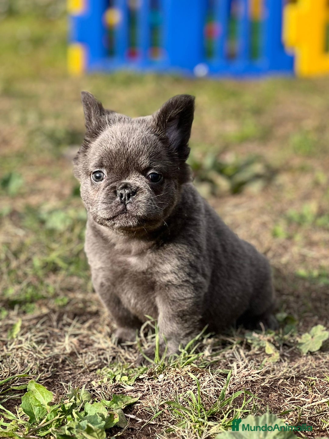 Bulldog Francés perros en venta: Bulldog. Pelo largo ( fluffy)  en Barcelona - Imagen 6