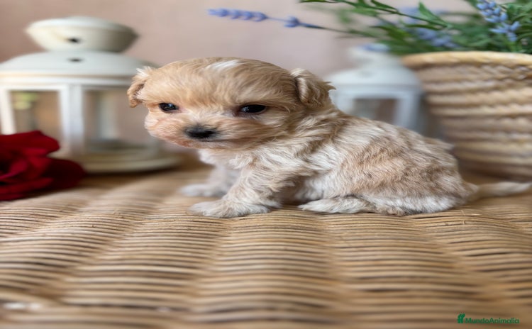 Maltipoo perros - Anuncio 2
