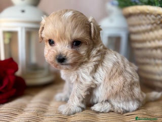 Maltipoo perros - Anuncio 2