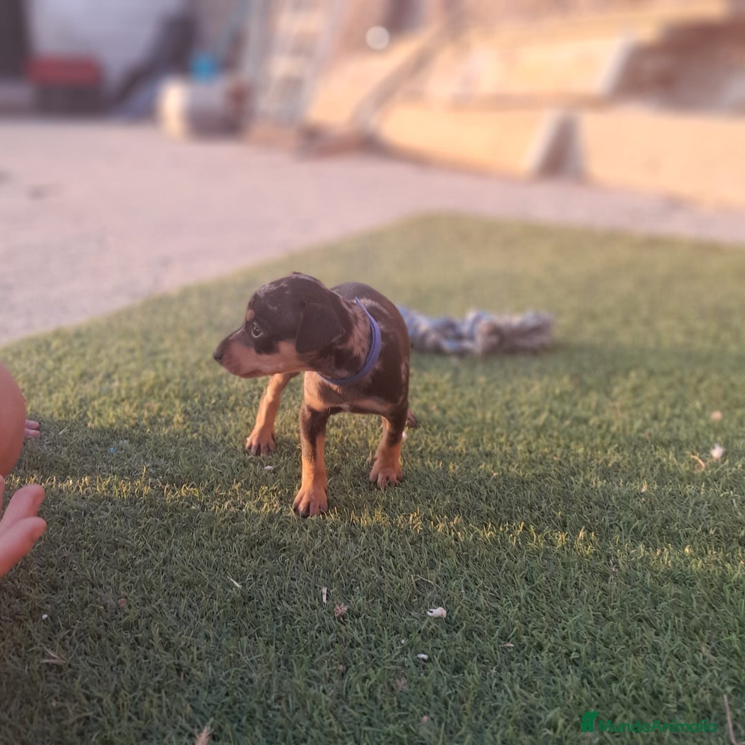 Pinscher Miniatura perros en venta: MINI PINCHER  - Imagen 9