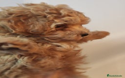Caniche Toy perros en venta: Caniche toy rojo  - Imagen 3