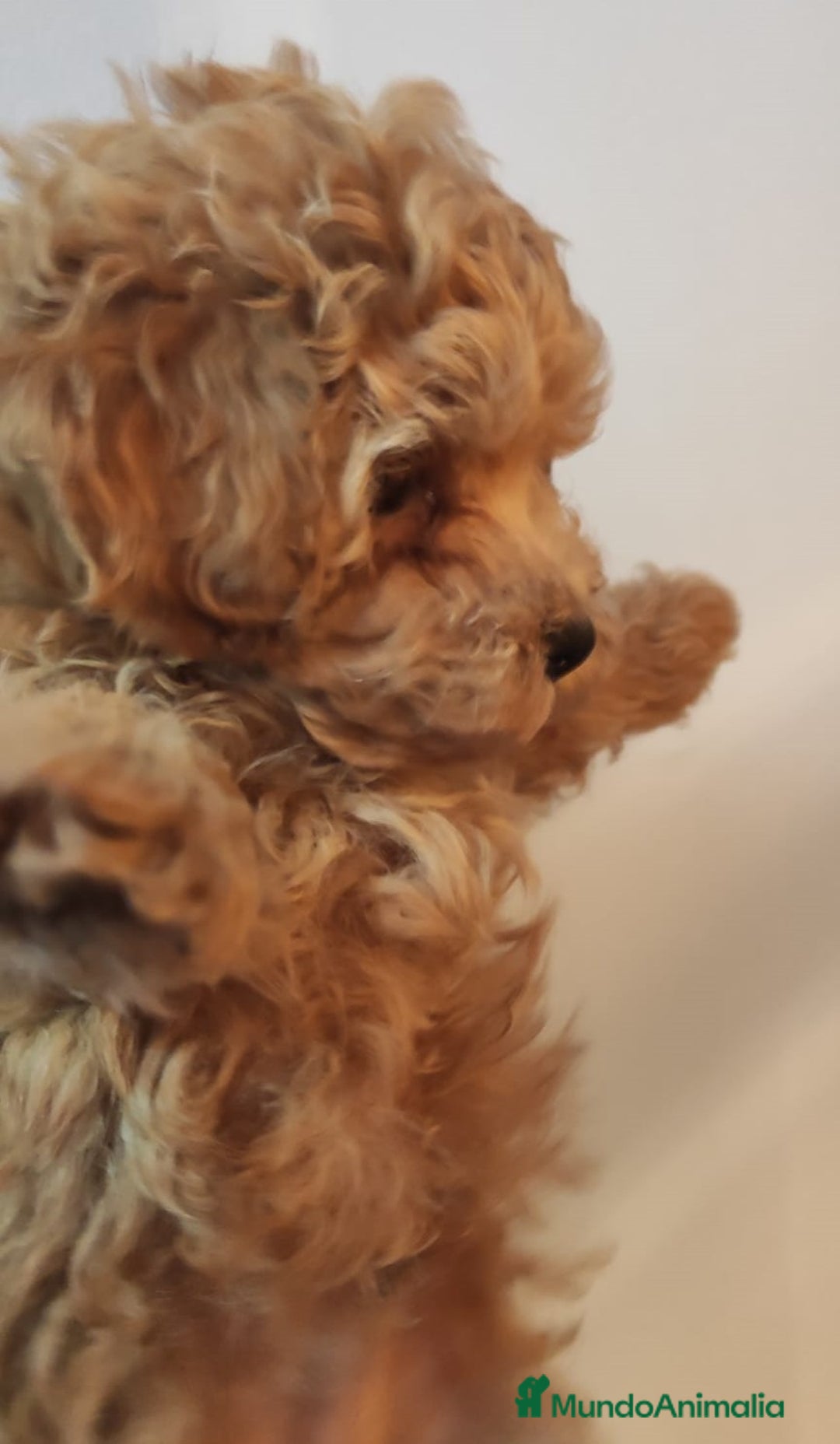 Caniche Toy perros en venta: Caniche toy rojo  - Imagen 3