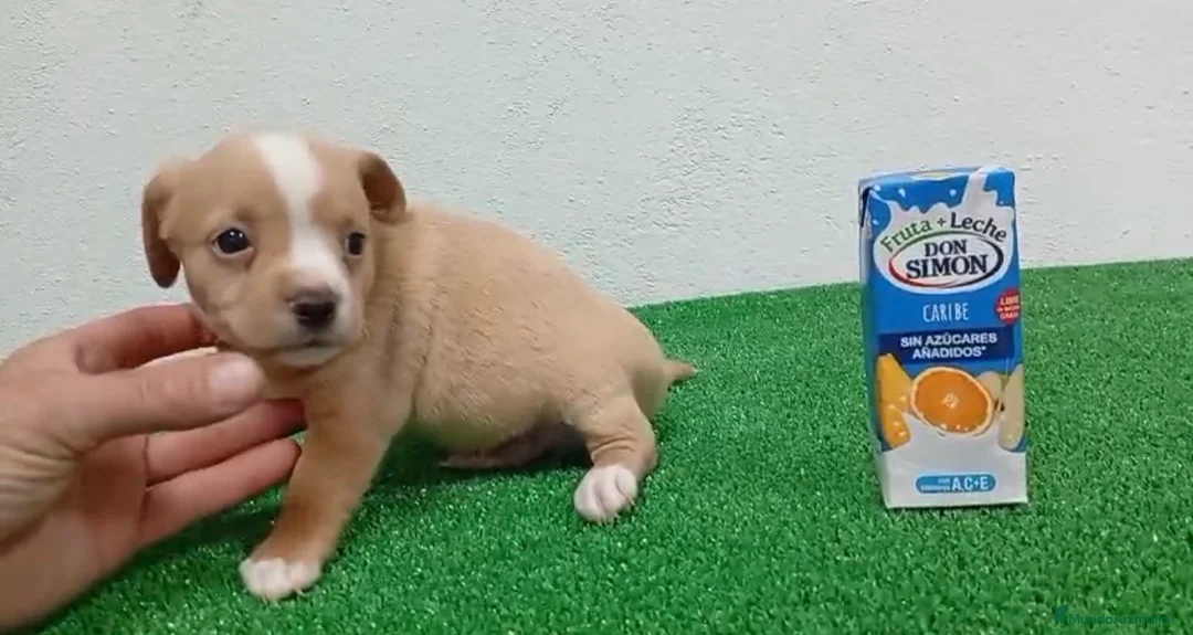 Pomchi perros en venta: Pomchis  - Anuncio 1