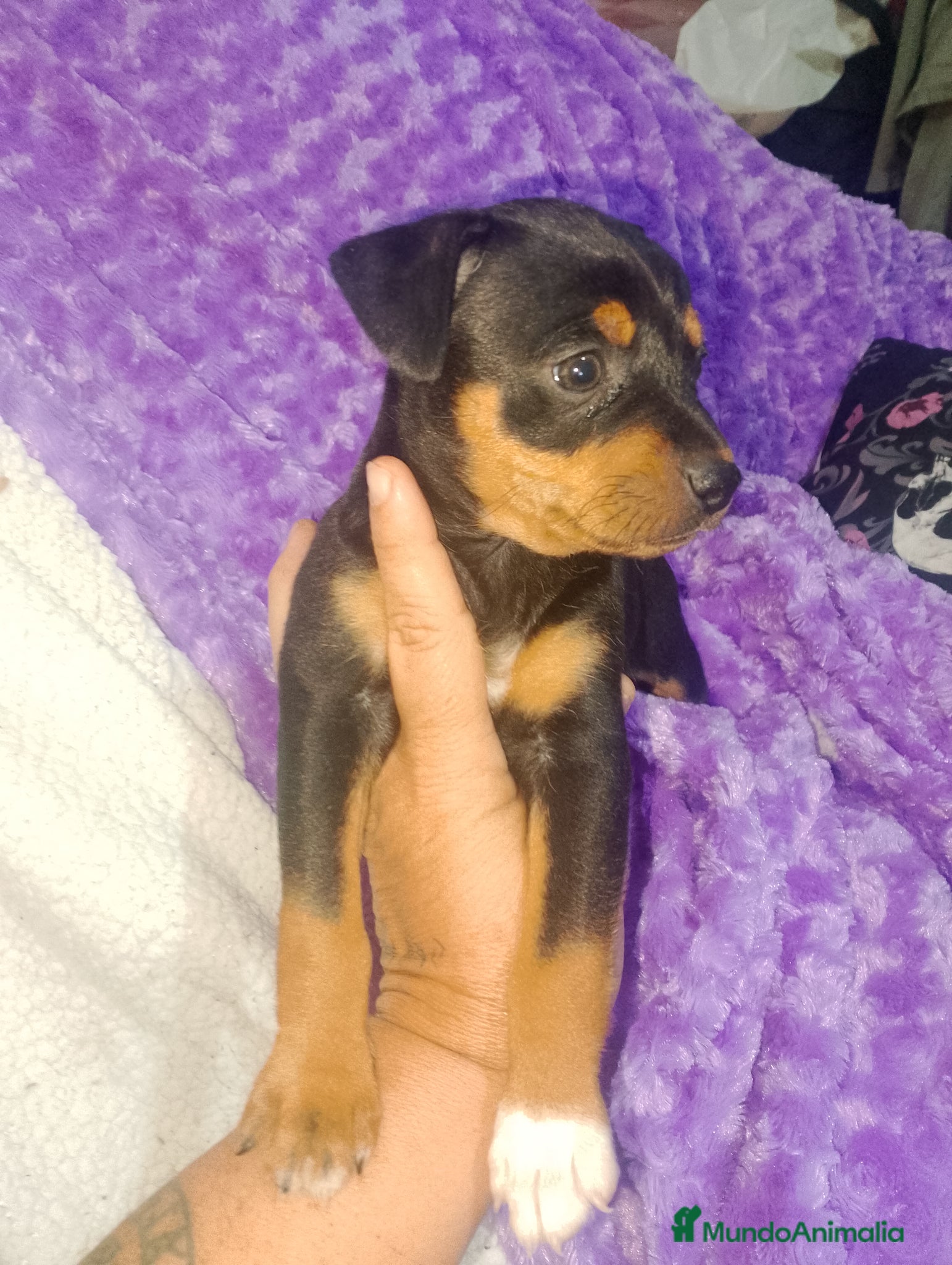 Raza Mixta perros Cruce de bodequero con chihuahua negra - Anuncio 1