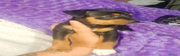 Raza Mixta perros en venta: Cruce de bodequero con chihuahua  - Anuncio 2