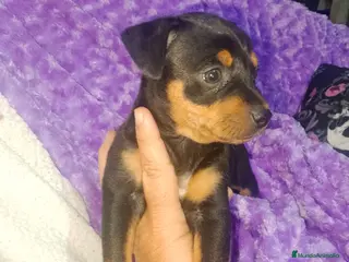 Raza Mixta perros Cruce de bodequero con chihuahua negra - Anuncio 1