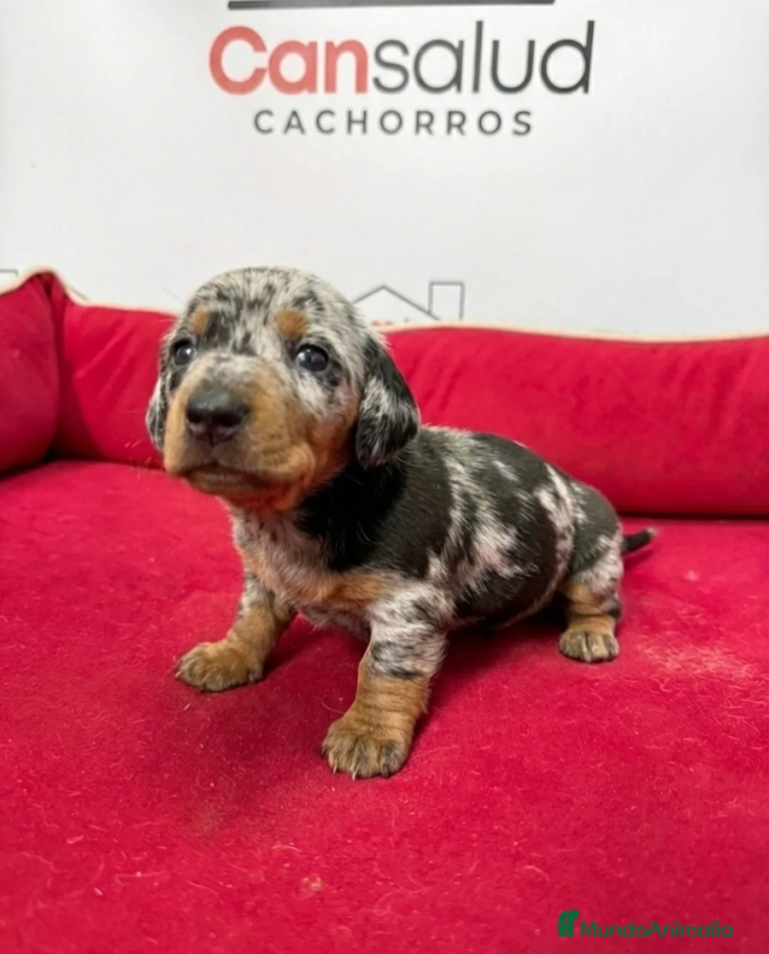 Teckel perros en venta: teckel - Anuncio 4