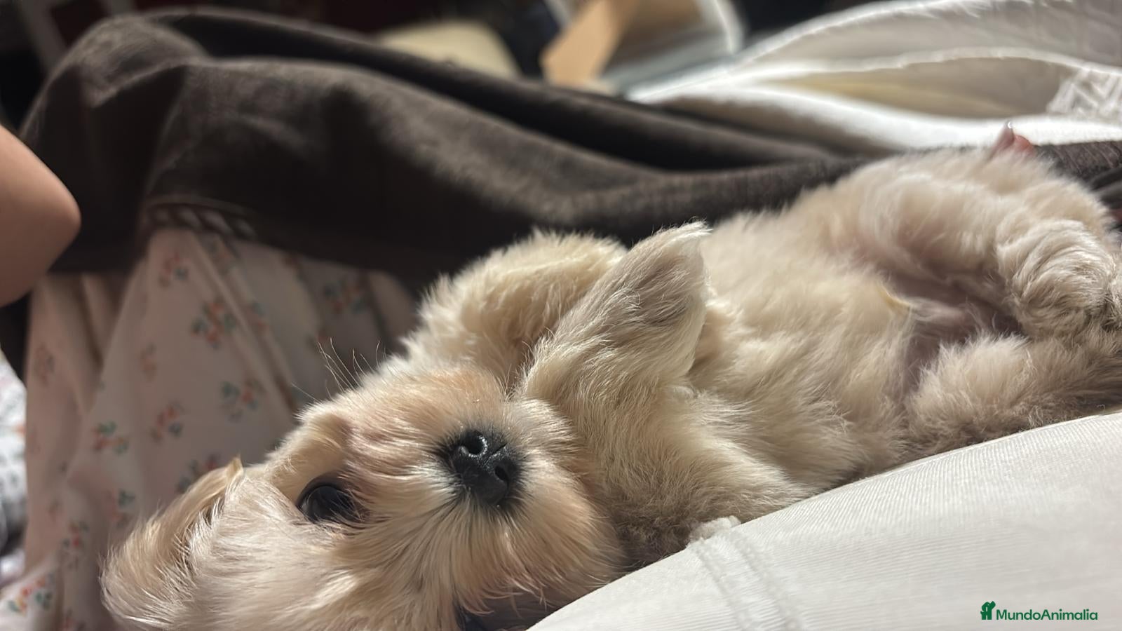 Maltipoo perros Maltipoo Toy hembra crema disponible  - Anuncio 1