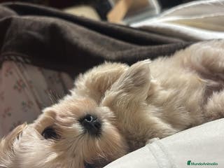 Maltipoo perros Maltipoo Toy hembra crema disponible - Anuncio 1