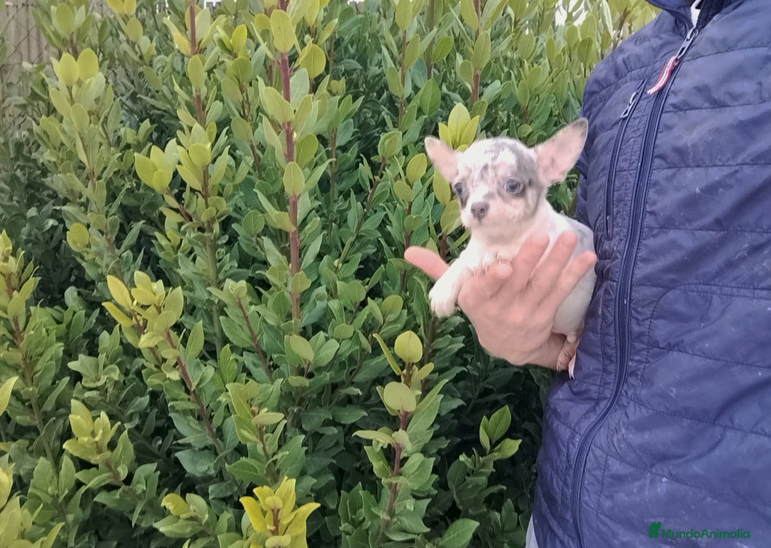 Chihuahua perros en venta: Chihuahua Toy  - Anuncio 3