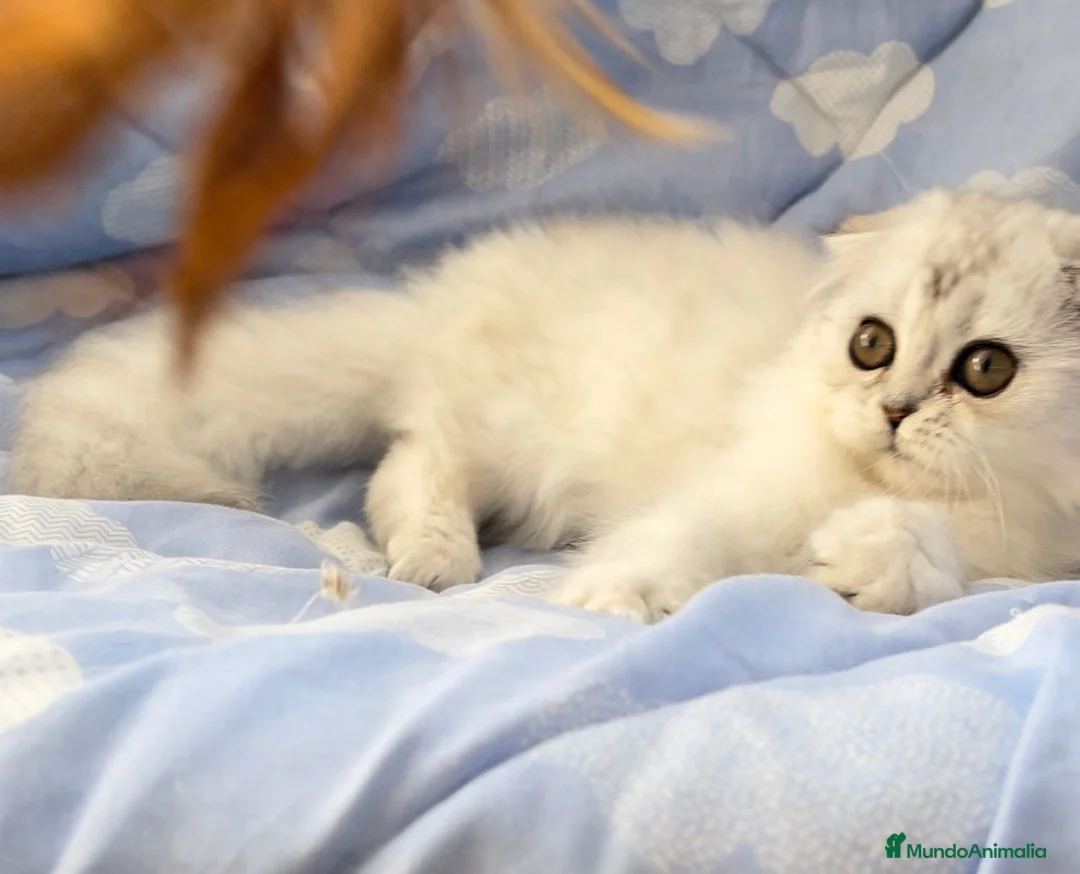 Scottish Fold gatos en venta: Espectacular hembra Scottish silver  en Madrid - Anuncio 3