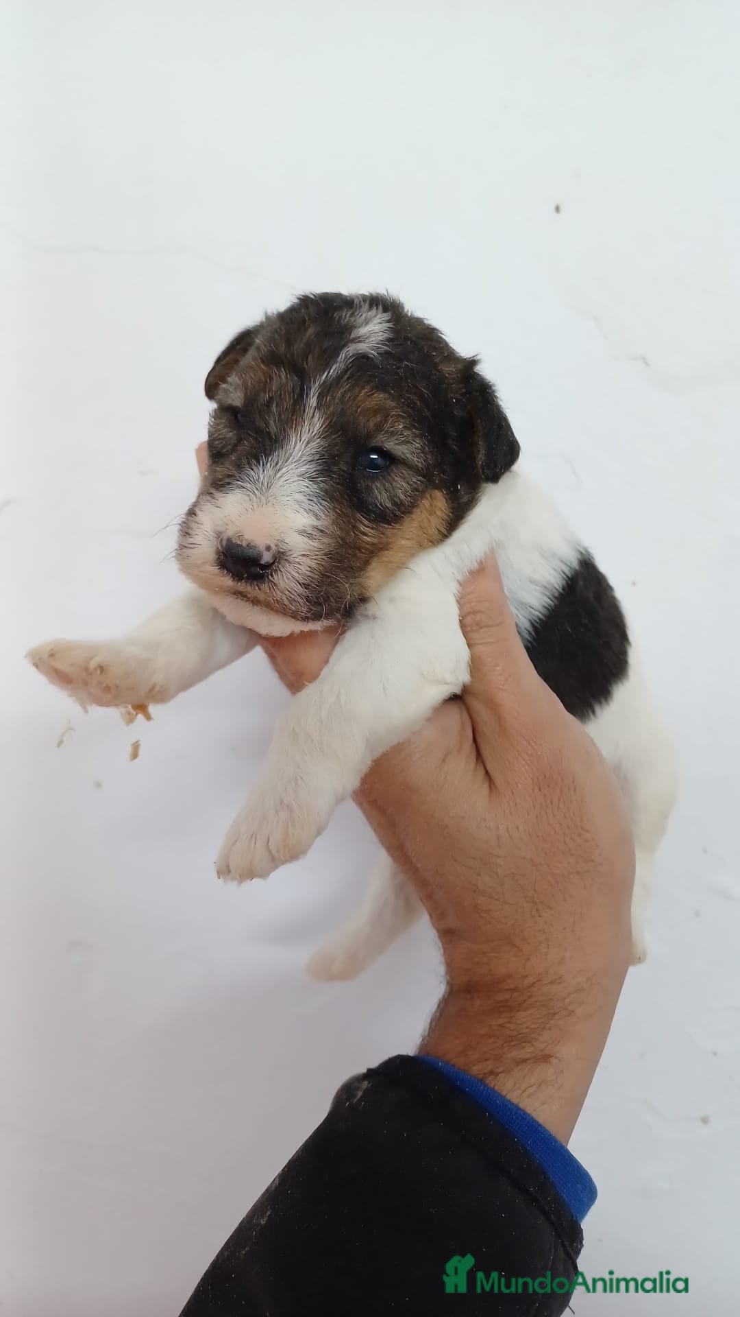 Fox Terrier de Pelo Duro perros en venta: Foxterrier Pelo Duro  - Anuncio 3