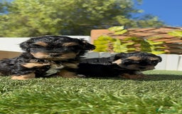 Raza Mixta perros en venta: YORKIPOO - Imagen 18