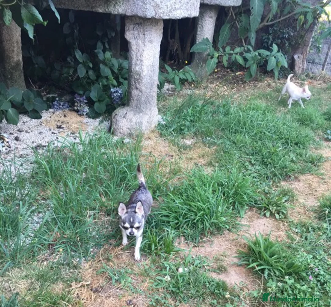 Imagen de galería {{count}}