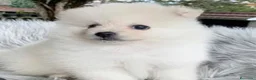 Pomerania perros en venta: Pomerania 616121781 - Anuncio 1
