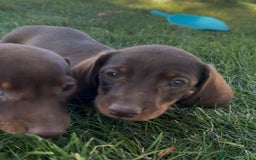 Teckel Miniatura perros en venta: TECKEL MINIATURAS - Imagen 3