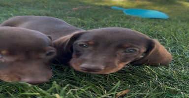 Teckel Miniatura perros - Anuncio 8