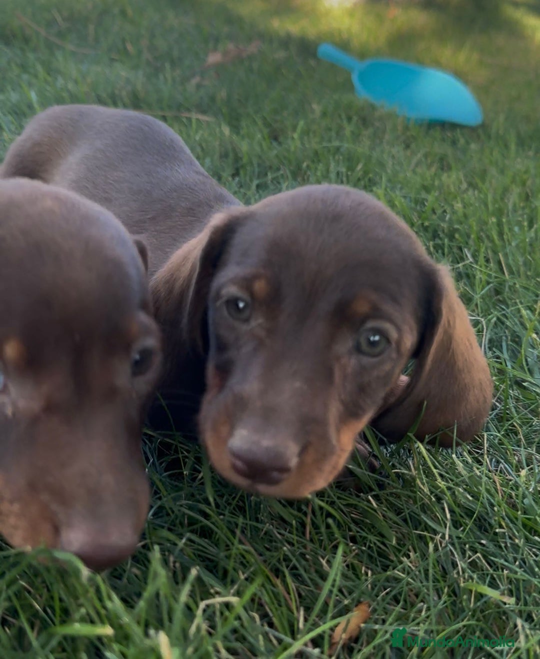 Teckel Miniatura perros en venta: TECKEL MINIATURAS - Imagen 3