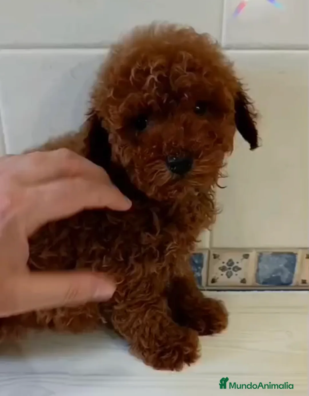 Caniche Toy perros en venta: Caniche toy y minitoy - Anuncio 2