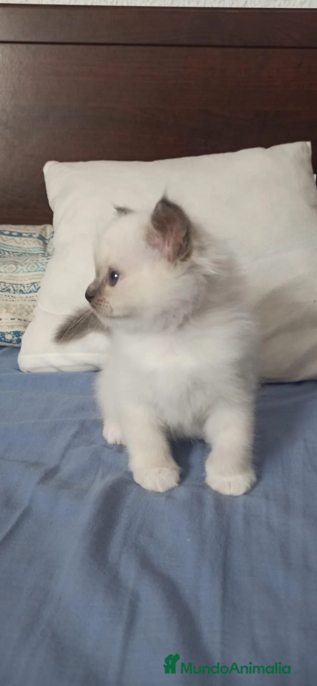 Sagrado de Birmania gatos en venta: Camada Sagrado de Birmania en Madrid - Anuncio 4