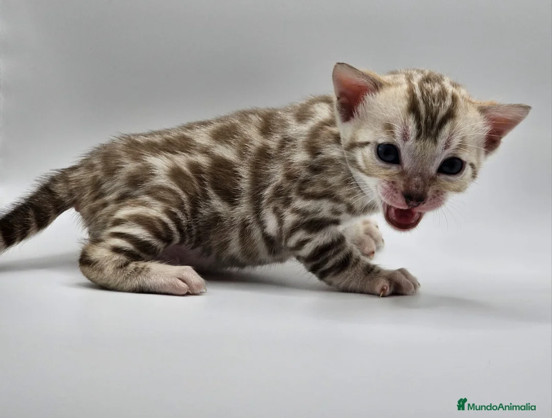 Bengalí gatos en venta: BENGALI HEMBRA SNOWN en Madrid - Anuncio 4