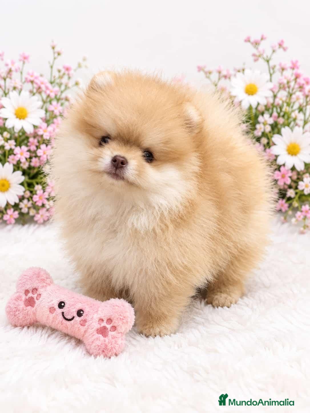 Pomerania perros EJEMPLARES DE POMERANIA  - Anuncio 2
