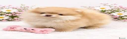 Pomerania perros en venta: EJEMPLARES DE POMERANIA  en Málaga - Anuncio 2