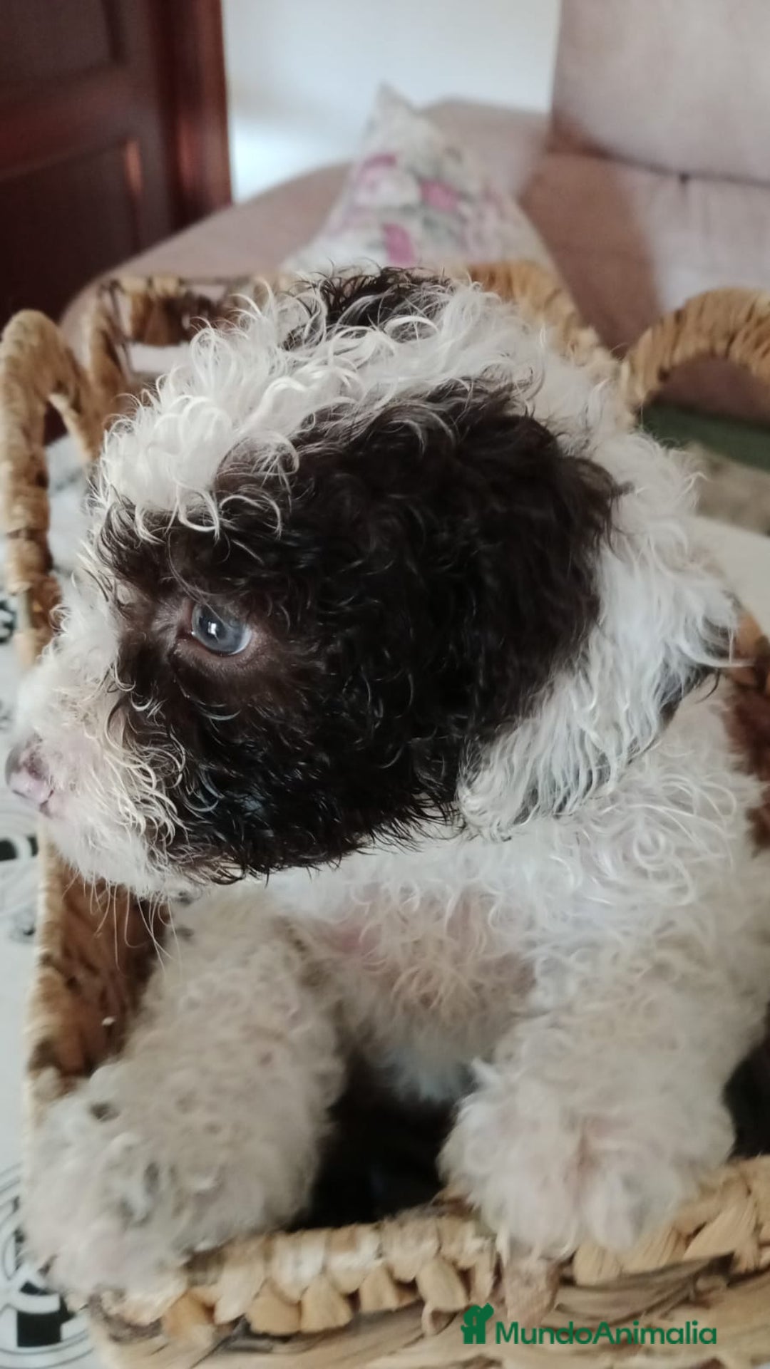 Perro de Agua Español perros en venta: Hembra bicolor - Imagen 3