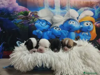 Chihuahua perros Chihuahuas toy cabeza de manzana - Anuncio 5