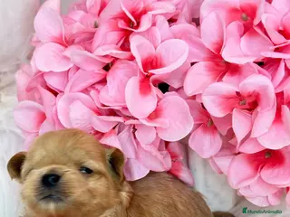 Maltipoo perros Maltipoo asiáticos de máxima calidad - Anuncio 2