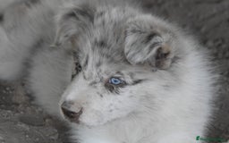 Border Collie perros en venta: MACHO rojo mirlo de Border Collie - Imagen 21