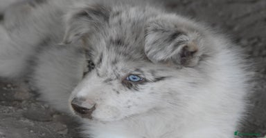 Border Collie perros - Propaganda 3