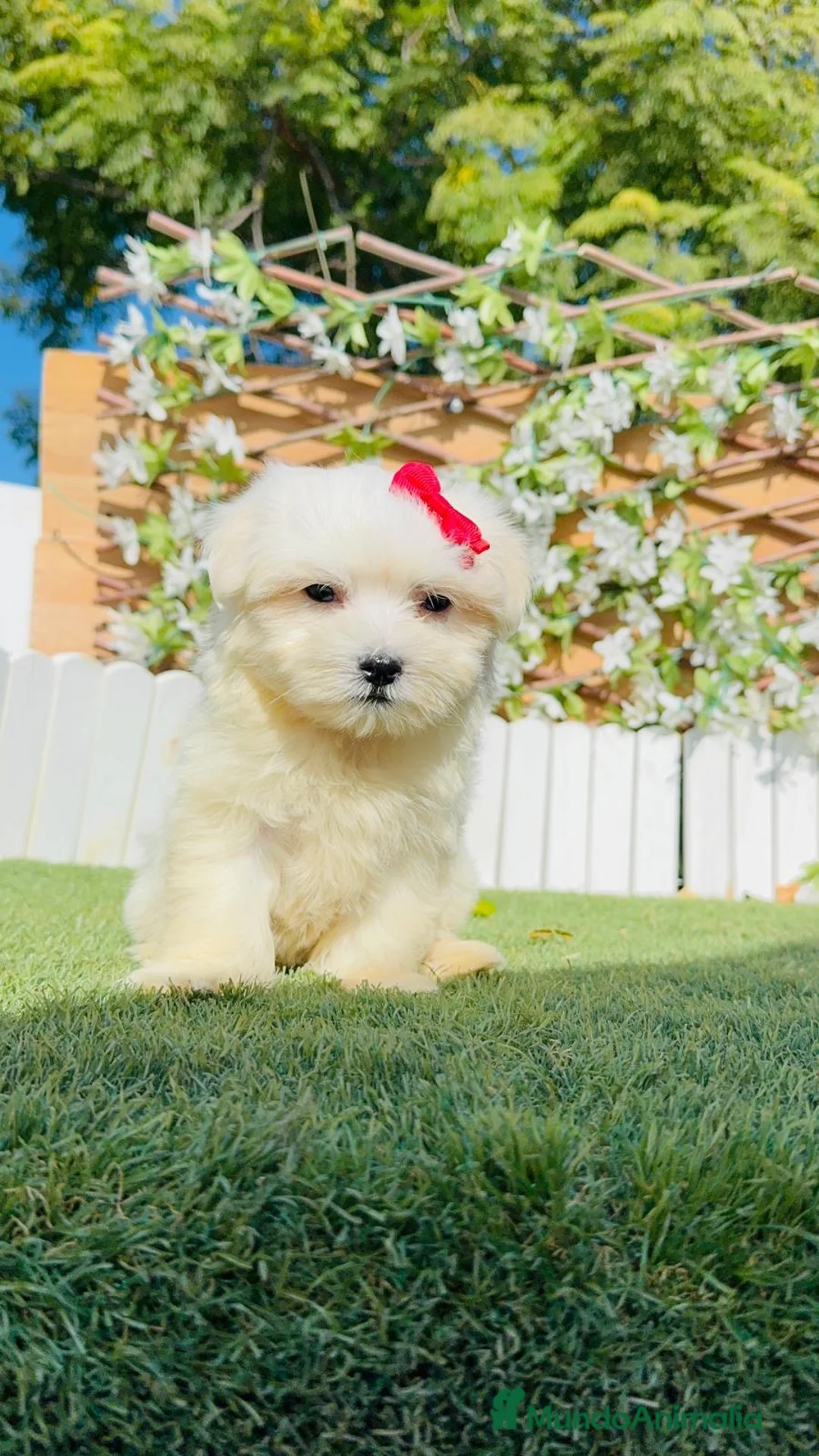 Bichón Maltés perros en venta: BICHON MALTES - Anuncio 1