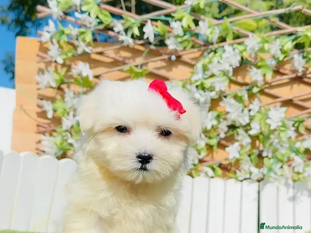 Bichón Maltés perros en venta: BICHON MALTES - Anuncio 1