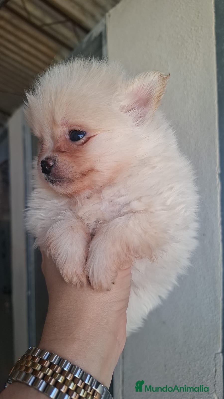 Pomerania perros POMERANIA TOY - Anuncio 4