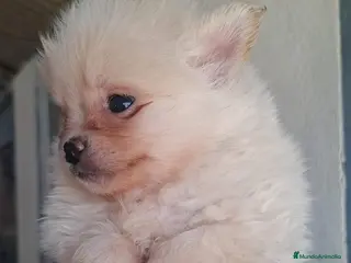 Pomerania perros POMERANIA TOY - Anuncio 4