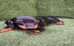 Teckel Miniatura perros en venta: teckel canichen  negro fuego  - Imagen 11